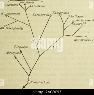 . Botanische JahrbuÌcher fuÌr Systematik, Pflanzengeschichte und Pflanzengeographie. weig der LongifoUac erfuhr zunriehst eine Spaltung, w(;lelie di(;Urlypen fÃ¼r die Leiopodae und Trichocmdes abgab (Fig. 5). Aus d(;n Lciopo-dae entwickelten sich als vikariierende Arten Knaufia longifolia in den Ost-alpen, von wo sie spÃ¤ter in die Ostkarpathen einwanderte, in den W(;st-alpen KnauUa sixtina und im Jura Knaiitia Godeti. Wenig frÃ¼her lÃ¶stesich ein Seitenzweig ab, aus welchem die etwas fernerstehenden Knautiarigidiuscida und Knautia Ressmanni entstanden. Diese beiden Spezies sindauch auf die Os Stock Photo