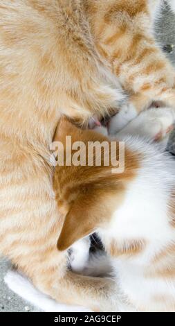 Detail top view portrait of a ginger kitten which feeds from ginger mother. Stock Photo