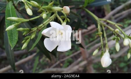 Selective focus shot of a beautiful snowdrop flower on blurred background Stock Photo