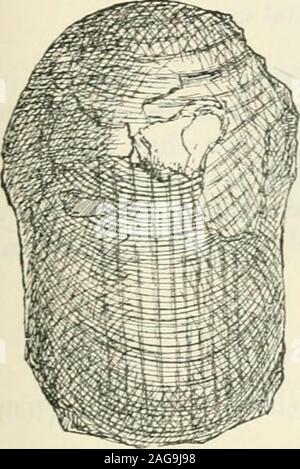 . The annals and magazine of natural history : zoology, botany, and geology. he specific identity of the specimens. The trivial name has been suggested by the form of theaperture of the shell. Affinities and Differences. This species is evidently closely neio or h/fle-knmcn Goniatites /?-om Ireland. 447 related to sucli forms as Gh/phioceras reticulatum, ^. Pliillips,sp.*, and Glyphioceras Davisi, Foord & Crick +, but tVoiiithe former it differs by its more inflated whorls, the form ofits umbilicus, and the nature of its suture-line, and from thelatter by its angular but not prominent umbilica Stock Photo