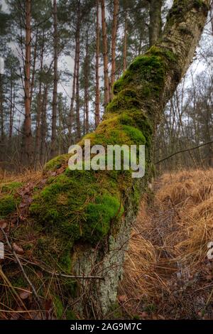 Moss covered Birch tree next to a small ditch in a swampy area Stock Photo