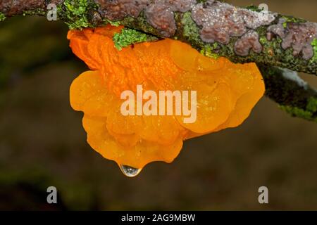 Golden jelly fungus on the dead branch of an Oak Stock Photo