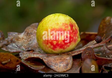 A leaf gall caused by a gall wasp on the dead leaf of a common oak Stock Photo