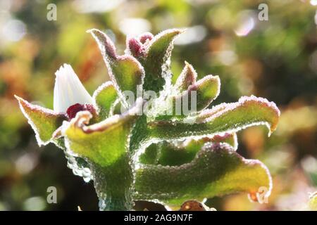 Kristallmittagsblume mesembryanthemum crystallinum Stock Photo