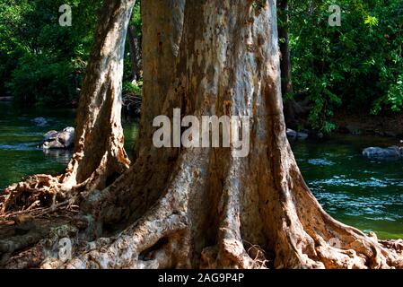 Terminalia arjuna tree trunk with holy kaveri river in background Stock Photo