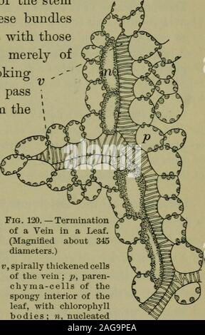 . Foundations of botany. space ; around and above the airspaces are cells of the spongy parenchyma. that of the common field sorrel,^ live-for-ever, or spinach;scrape from the exposed portion a very little of the greenpulp ; examine with the highest power attainable withyour microscope, and sketch several cells. 1 Ficus elastica, a kind of fig tree. 2 Rumex Acetosella. MINUTE STRUCTURE OF LEAVES 155 Notice that the green coloring matter is not uniformlydistributed, but that it is collected into little particlescalled chlorophyll bodies (Fig. 120, ^). 166. Woody Tissue in Leaves. — The veins of Stock Photo