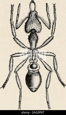 . Ants; their structure, development and behavior. FIG. 76. Worker ofStrumigenys obscitri-ventris of Porto Rico.(Original.) FIG. 77. Worker ofStntmigenys lewisi of Ja-pan. (Original.) of Emery and Forel. Concerning the important details of this classifi-cation these authorities are unanimous but there are certain points onwhich they differ, and many which they have left undecided till morematerial is forthcoming and profounder studies of whole groups ofgenera have been undertaken. They differ mainly on the limits of twoof the five subfamilies, the Ponerinae and Dorylinse, Emery maintain-ing th Stock Photo