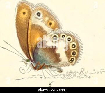 . The papilios of Great Britain : systematically arranged, accurately engraved, and painted from nature with the natural history of each species .... Stock Photo