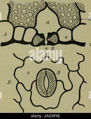 . Foundations of botany. dermis ; e, cells of epidermis. MINUTE STRUCTURE OF LEAVES 153 cu In the case of an apple tree, where the epidermis of thelower surface of the leaf contains about 24,000 stomata tothe square inch, or the black walnut, with nearly 300,000to the square inch,the total number Vj]on a tree is incon-ceivably large. 163. Uses of theParts examined. —It will be most con-venient to discussthe uses of theparts of the leaf alittle later, but itwill make matterssimpler to state atonce that the epi-dermis serves as amechanical protec-tion to the partsbeneath and pre-vents excessivee Stock Photo