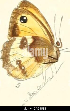 . The papilios of Great Britain : systematically arranged, accurately engraved, and painted from nature with the natural history of each species .... Stock Photo