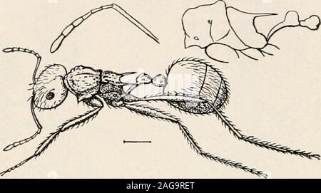 Ants; their structure, development and behavior. These are very 