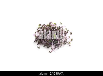 Dark purple fresh microgreens isolated on white Stock Photo