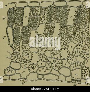 . Foundations of botany. y Leaf. — Examine with a power of 200or more diameters the outer surface of a piece of epidermis from thelower side of the leaf.^ Sketch carefully, comparing your sketchwith Figs. 117 and 118, and labeling it to agree with those figures. Examine another piece from the upper surface ; sketch it.   How does the number of stomata in the two cases compare ? 1 Any kind of lily will answer. 2 The epidermis may be started with a sharp knife, then peeled off withsmall forceps, and mounted in water for microscopical examination. 150 MINUTE STRUCTURE OF LEAVES 151 Take measureme Stock Photo