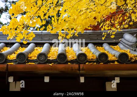 Leaves of ginkgo biloba on the roof of japanese shrine Stock Photo