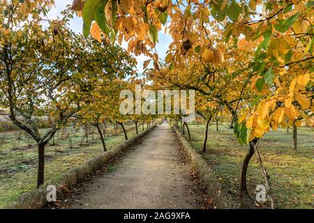 France, Loiret, La Bussiere, Chateau de La Bussiere Park and Gardens, orchard, quince trees path in autumn // France, Loiret (45), La Bussière, parc e Stock Photo