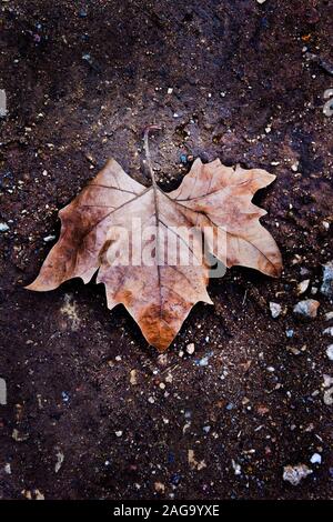 brown maple leaf fallen on the ground Stock Photo