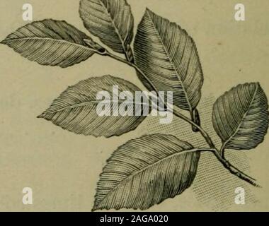 . Foundations of botany. Fig. 106. — Leaf Arrangement ofEuropean Beech. 1 See Kerner and Olivers Natural History of Plants, Vol. I, pp. 396-424. • 140 Stock Photo