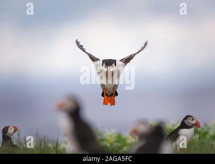 An Atlantic puffin (Fratercula arctica) coming into land during the breeding season on Staple Island, Farne Islands, Northumberland, UK. Stock Photo