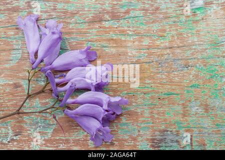 purple flower on old wooden board Stock Photo