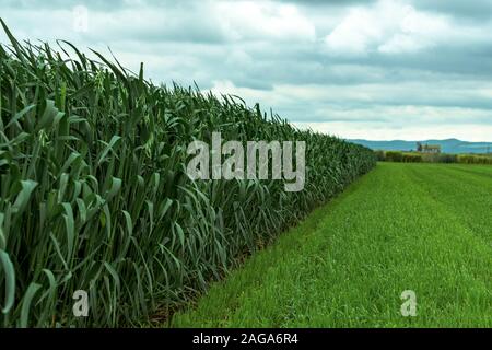 Green oats (Avena sativa) plantation, cultivation of cereal crop also known as common oat for its grains, selective focus Stock Photo