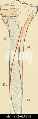 . Traité d'anatomie humaine : anatomie descriptive, histologie, développement. ^JH*. Stock Photo