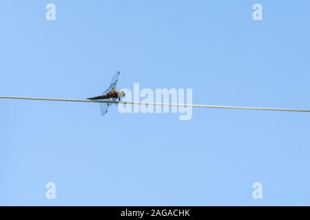 Dragonfly on a rope against the blue sky Stock Photo