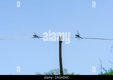 Two Dragonflies on a rope against the blue sky Stock Photo