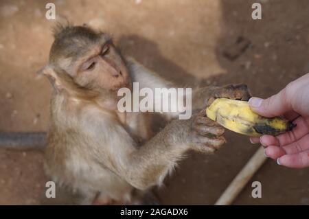 Person giving a banana to a monkey in the zoo during daytime Stock Photo