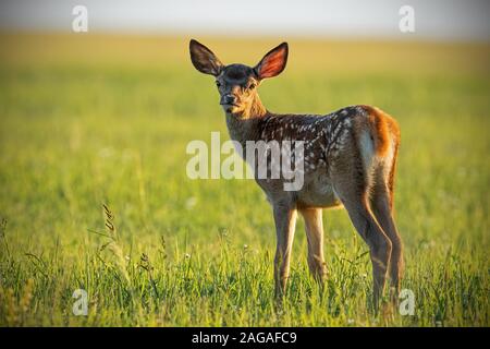 Young cute baby red deer, cervus elaphus, fawn in warm sunset light. Stock Photo