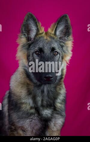 dark haired german shepherd