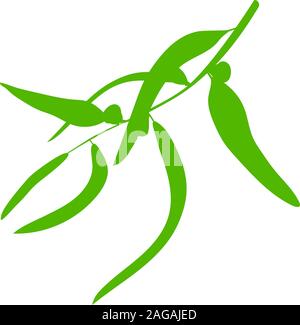 Eucalyptus tree. Vector illustration. Fresh eucalyptus on white background. Stock Vector