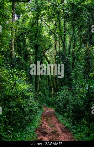 Vertical shot of a path in Kakamega rain forest in Kenya Stock Photo