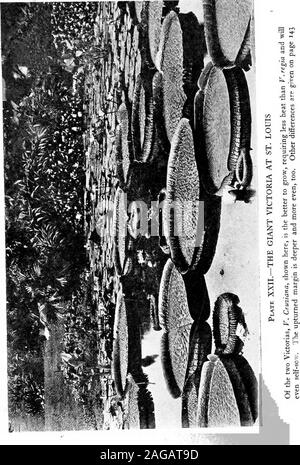 . Water-lilies and how to grow them, with chapters on the proper making of ponds and the use of accessory plants. Europe. At the 141 142 WATER-LILIES Duke of Devonshires estate at Chatsworth,England, on the eighth day of November,1849, the first flower opened. During thesame year two other plants blossomed inEngland, the one at Chiswick, the other atthe Royal Botanic Gardens, Regents Park,London. The latter plant was under thecare of Mr. James Gurney, the veteranwater-lily grower subsequently of ShawsGarden, at St. Louis, Mo., and now the super-intendent of Tower Grove Park in that citywhere t Stock Photo