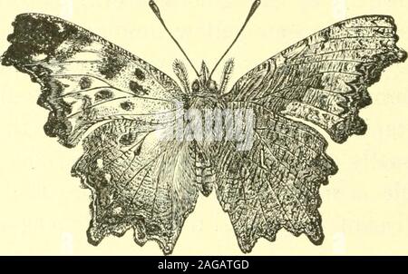 . The butterflies of the eastern United States; for the use of classes in zoology, and private students. greater part of the under side isolivaceous yellow, with the usual vinous brown shadethrough the middle, sharply defined outw^ardly, beyondwhich the wing is paler. There are three elongatepatches of this color, edged with darker, in the cell ofthe fore wings, and the base of both wings is markedwith the same. The whole wing is marbled with fineabbreviated streaks of either brown or a darker shadeof the ground color. There is the usual submargmalrow of points in an olivaceous band, the three Stock Photo