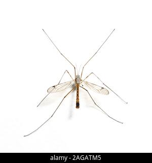 Spotted Cranefly, Nephrotoma appendiculata, resting on wall of house. Stock Photo