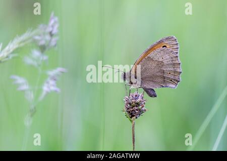Meadow Brown butterfly, Maniola jurtina, Dixton Embankment, Monmouthshire, June Stock Photo