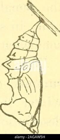 . The butterflies of the eastern United States; for the use of classes in zoology, and private students. lsblack throughout, the lowest row greenish; head bilobed,black, with short black spines at vertices. After the thirdmoult the larvae vary greatly both in color of body andspines. Some are black finely specked with yellowish;others are yellow-brown specked with yellow tubercles;others gray-brown, with indistinct reddish lines betweenthe spines on the dorsal and two lateral rows, and muchtuberculated; others are black, with fulvous stripes andprofusely covered with yellowish tuberculated spo Stock Photo