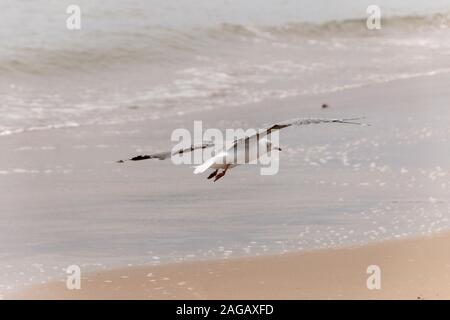 A close up view of a sea gull coming in for a landing over the ocean shore line Stock Photo
