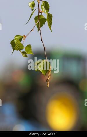 Green brunch of birch tree and tractor on a field. Stock Photo