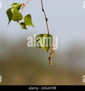 Tractor work  on the field in a spring time. Stock Photo