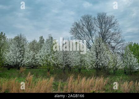 A couple of rows of white flowering trees in a field with tall grasses in the foreground and one large tree in the background on a overcast sky in spr
