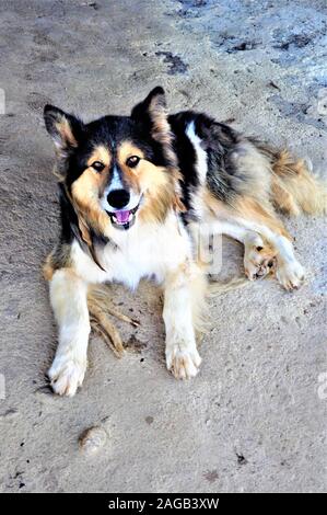 Vertical shot of a happy Icelandic Sheepdog lying down on the ground Stock Photo