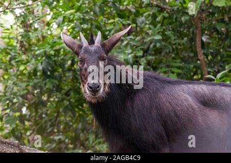 Closeup shot of a black moose in a forest with a blurred background Stock Photo
