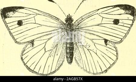 . The butterflies of the eastern United States; for the use of classes in zoology, and private students. thfine short whitish hairs. The chrysalis is of a greenish or whitishcolor finely speckled with black, and shapedmuch as the other species. The larva, when ready to pupate, leavesthe cabbages and seeks some protected placeon the under side of a board or a fence-rail,where it spins its button and loop of silk and changesto a pwpa. This habit is not confined to this species,but is common to the rest of the genus occurring in theeastern United States. 13. PlERIS YlRGINIENSIS, Edw. This is a fo Stock Photo