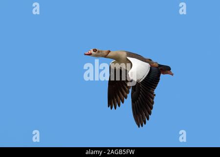 Egyptian goose (Alopochen aegyptiaca / Anas aegyptiaca) in flight against blue sky, native to Africa south of the Sahara and the Nile Valley Stock Photo