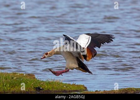 Egyptian goose (Alopochen aegyptiaca / Anas aegyptiaca) landing on lake bank, native to Africa south of the Sahara and the Nile Valley Stock Photo