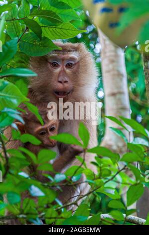 Vertical shot of a mother and a baby monkeys hiding behind green leaves in the jungle Stock Photo