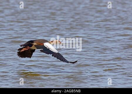 Egyptian goose (Alopochen aegyptiaca / Anas aegyptiaca) in flight over water, native to Africa south of the Sahara and the Nile Valley Stock Photo