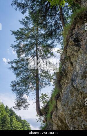 Lonely spruce tree growing on a steep rock