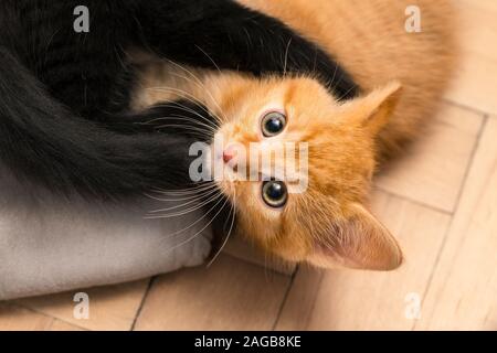 Two cute small kittens playing on floor. Domestic cats 8 weeks old. Felis silvestris catus. Happy ginger and black kitty in fight on a wood parquets. Stock Photo